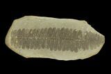 Fossil Fern (Pecopteris) Pos/Neg - Mazon Creek #121161-1